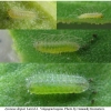 lyc dispar larva1 volg